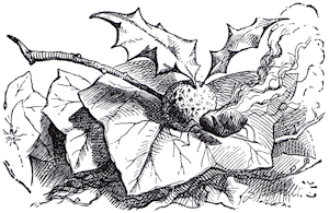 The Snap Dragon Fly