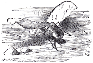 The Bread and Butter Fly